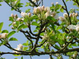 pommier en fleurs