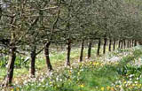 verger Terroir de Caux